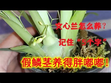 文心蘭風水|文心蘭風水指南：在家中擺放文心蘭的好處 